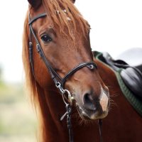 Beautiful brown horse at farm