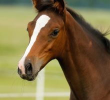 foal-horse-cute-grass-preview